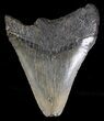 Bargain Megalodon Tooth - South Carolina #18407-2